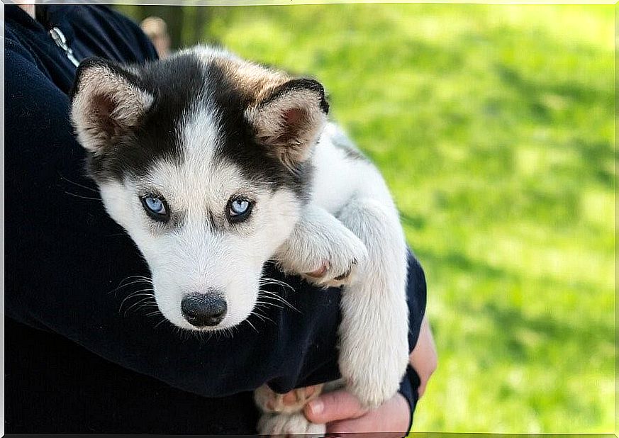 Husky