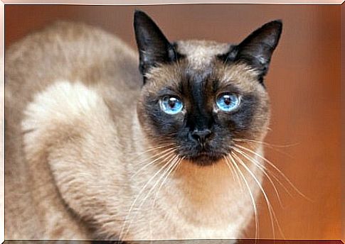 Siamese