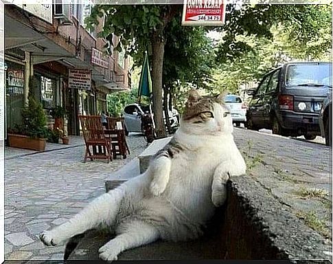 Why does this cat have its own statue in Istanbul?