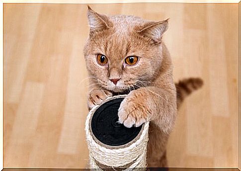 Cat and her scratching post