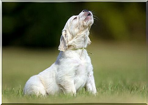 Why dogs howl