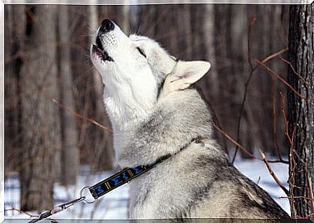 Why dogs howl