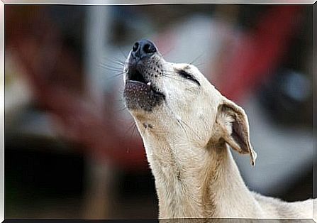 Why dogs howl