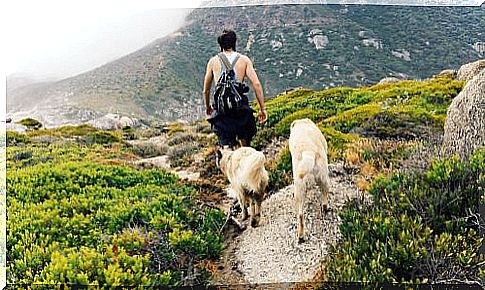 Why dogs chase us: hike