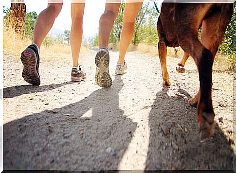 Why dogs run after us: walk