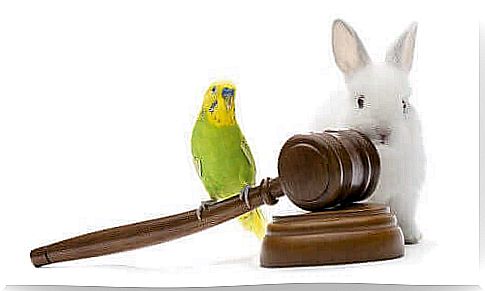 Animal advocate - hare and budgie