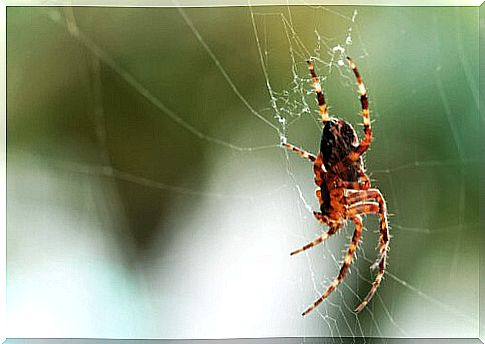 The spider is good for the home ecosystem