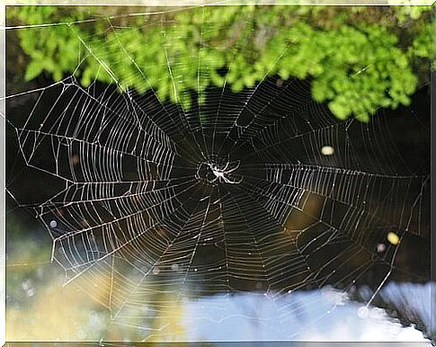 How does the spider actually make its web?