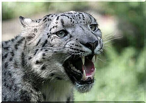 Wildcats in captivity - snow leopard