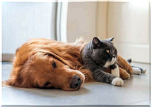 Wildcats in captivity - dog and cat