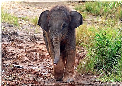 Wife rescues and adopts baby elephant