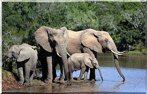 Elephants and baby elephants