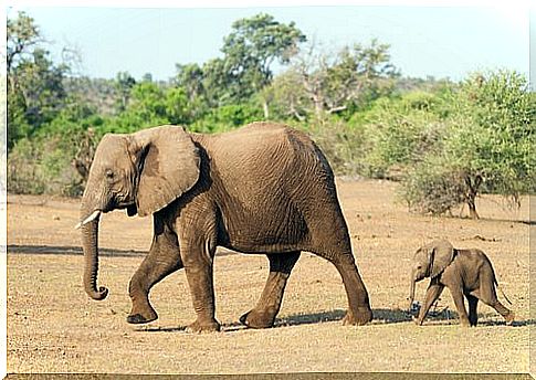 Elephant and baby elephant