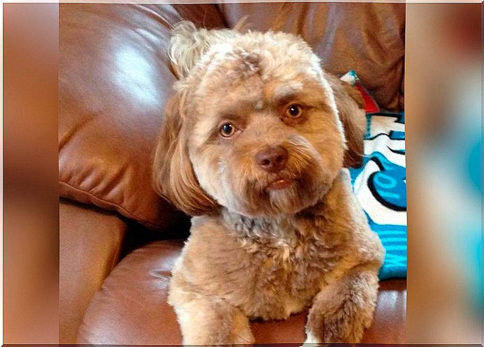 Yogi, a dog with a human face