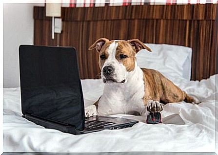 Dog yogi in front of computer