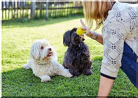 Your dog loves you when he understands you