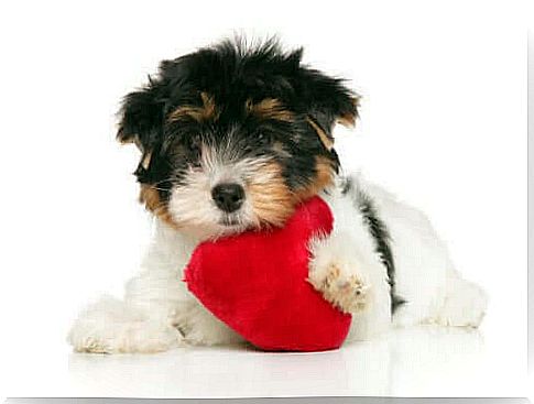 Your Dog's Heart Health: 6 Tips To Care For