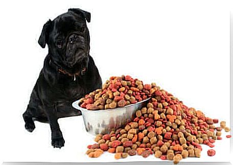 Diet is an important aspect of any dog's health