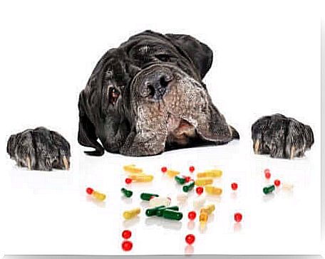 Sometimes medication is needed to keep a dog's heart healthy